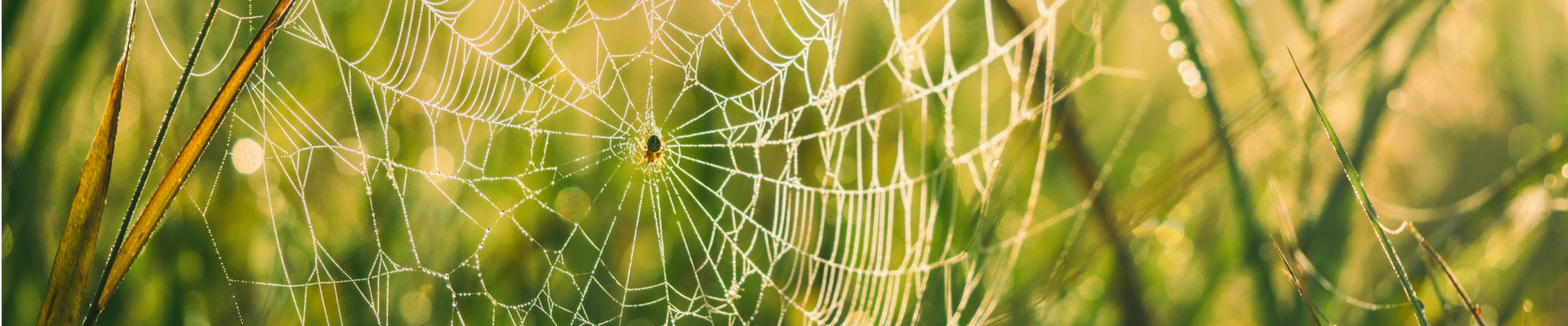 spider-web-banner_1920x400