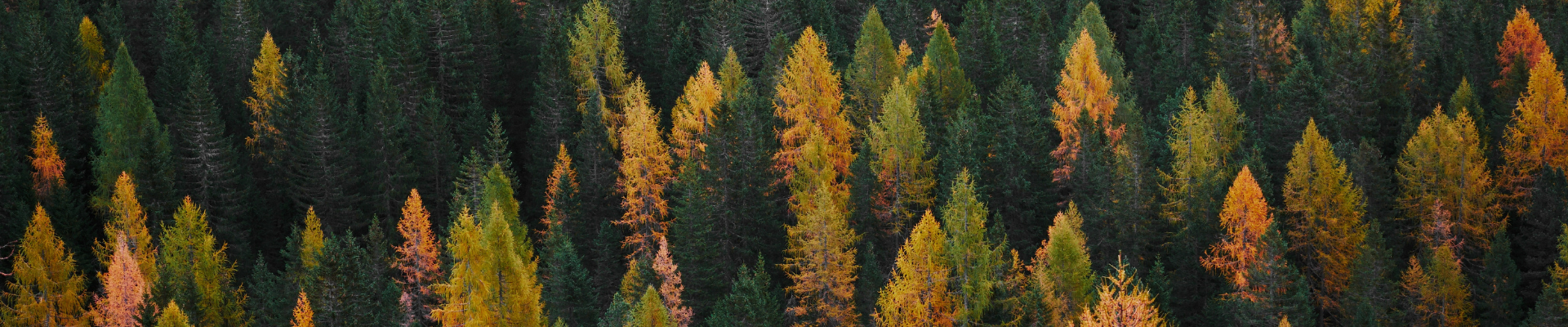 trees-fall-banner_1920x400